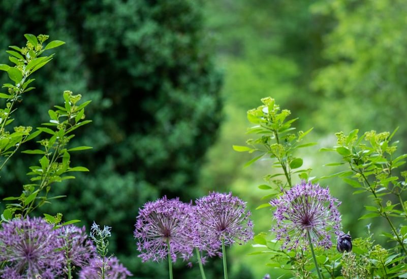 purple petaled flowers